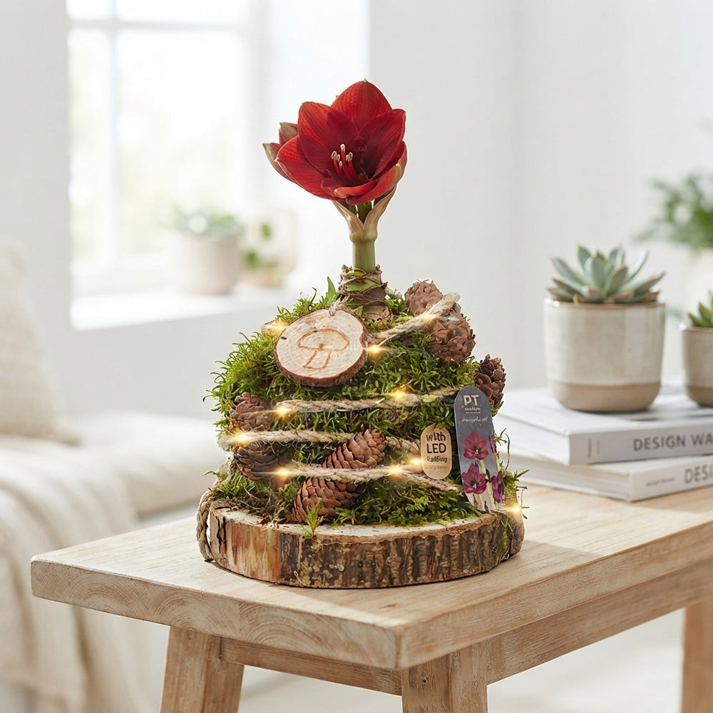 Red Plant Arrangement – 15cm Wooden Pot