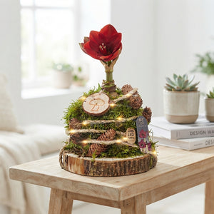 Red Plant Arrangement – 15cm Wooden Pot