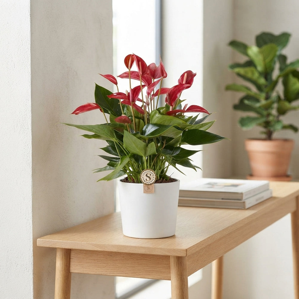 Mixed Anthurium Houseplant – 17cm Pot, 60cm Height