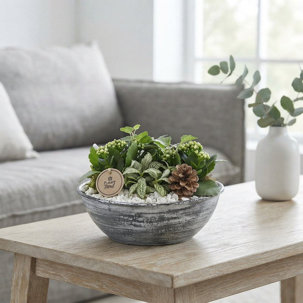 Red and White Indoor Plant Arrangement – 25cm Zinc Bowl