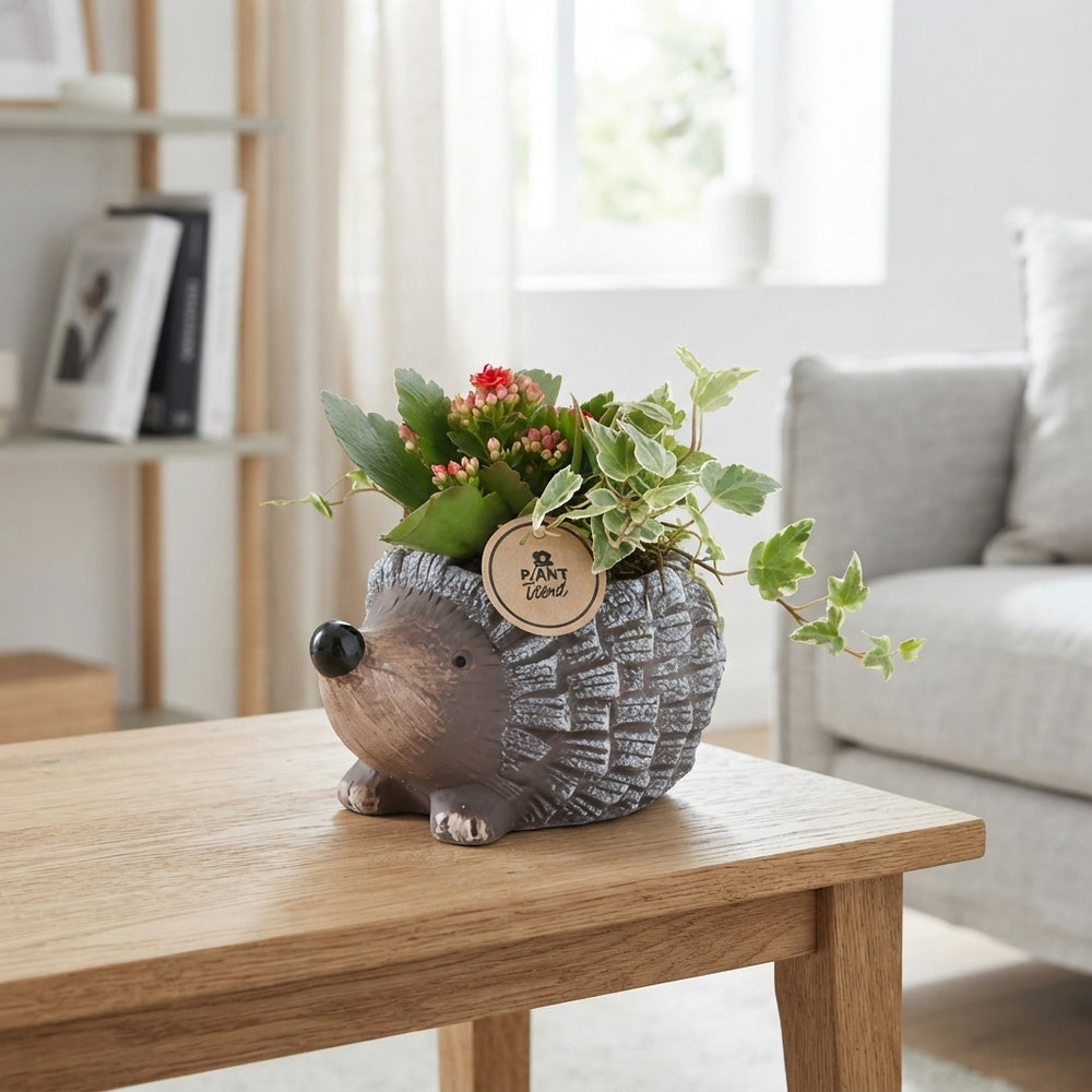 Red and White Indoor Plant Arrangement – 20cm Ceramic Pot