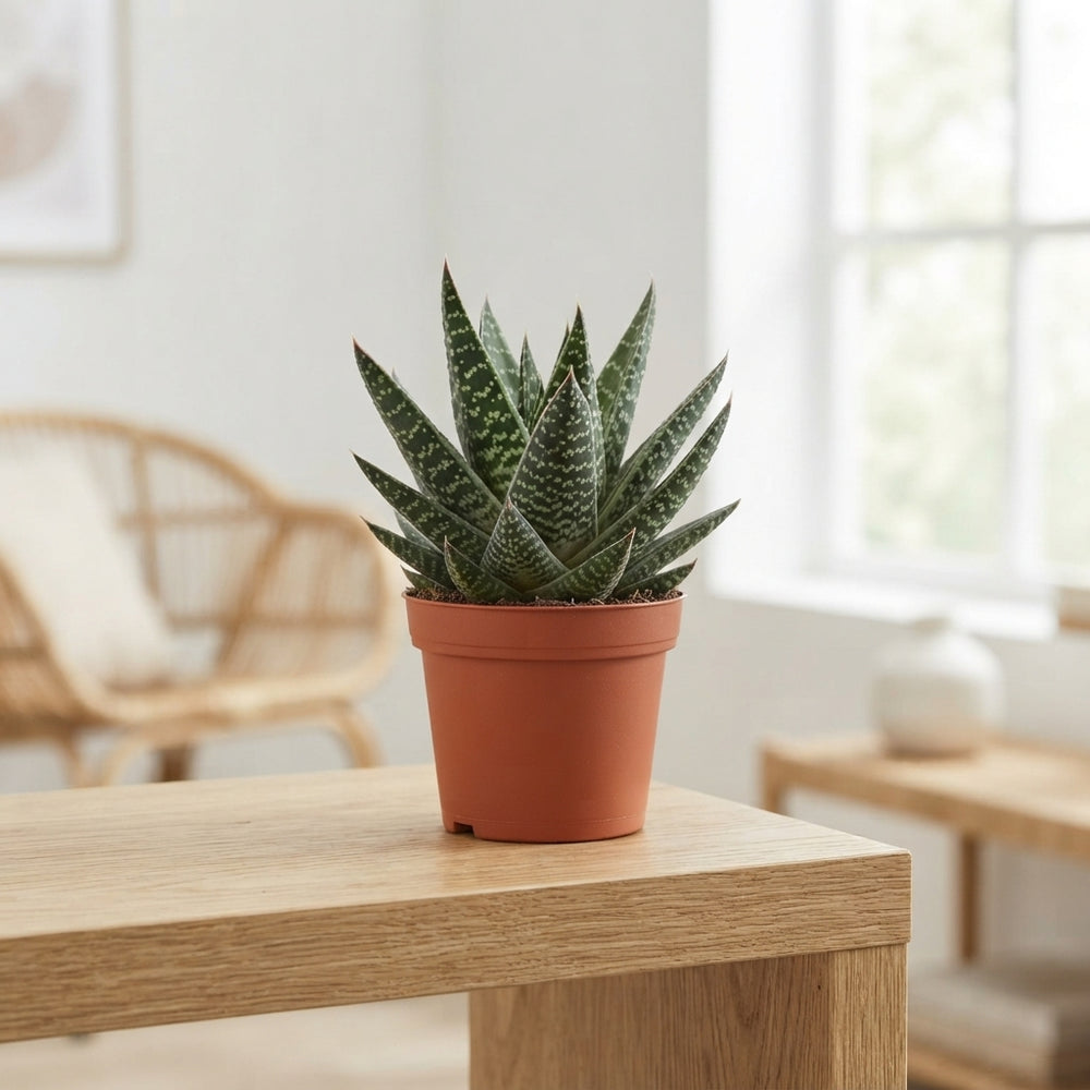 Gasteria ‘Apollo’ Succulent – 8.5cm Pot