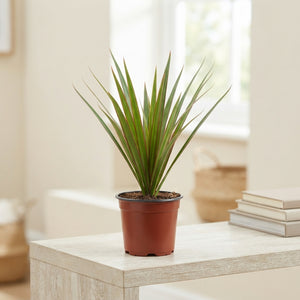 Mixed Green Houseplant – 12cm Pot, 25cm High