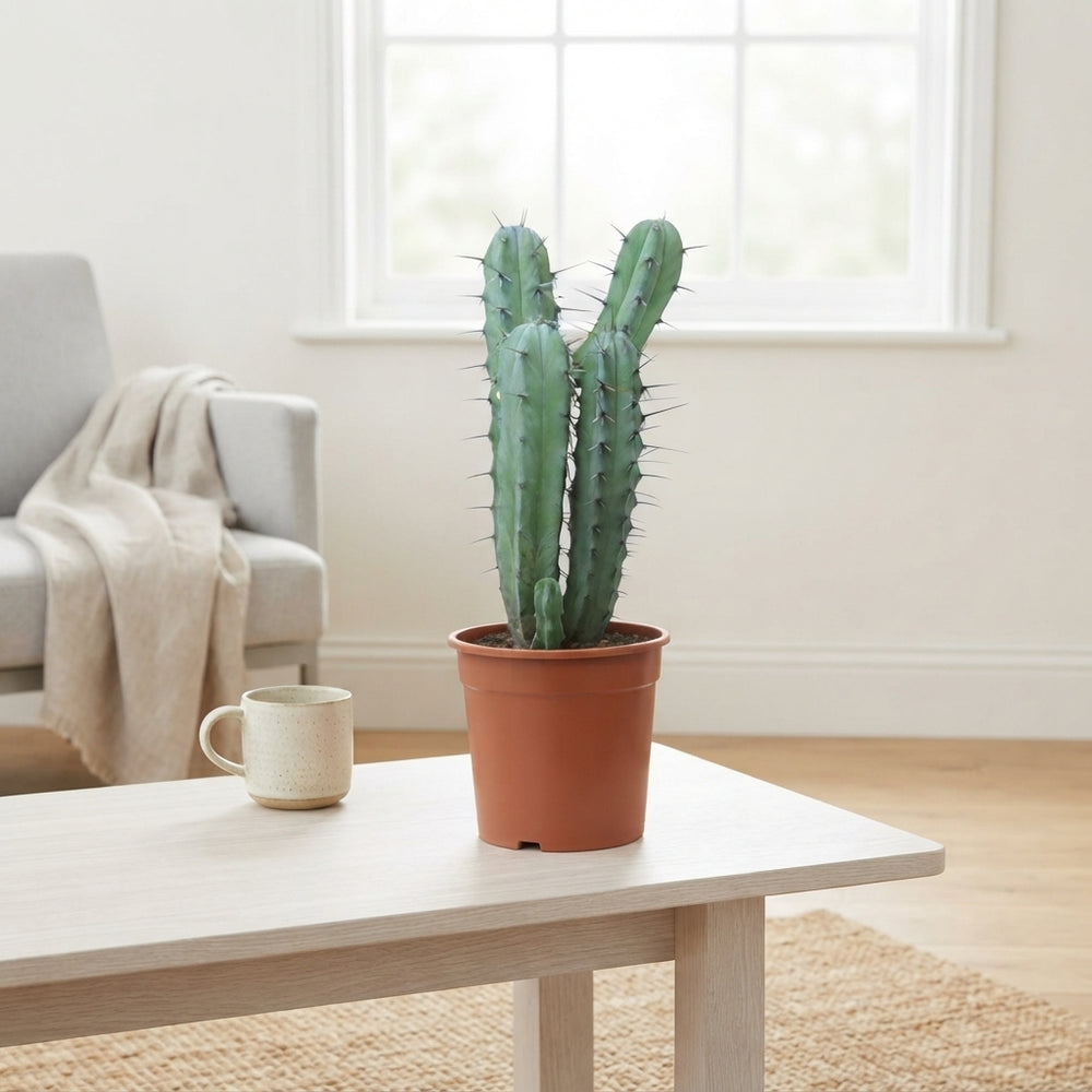 Mixed Canary Islands Cactus Collection – 24cm Pot