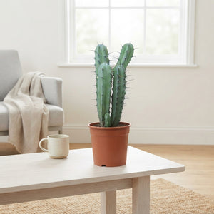 Mixed Canary Islands Cactus Collection – 24cm Pot