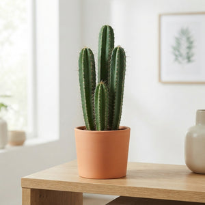 Mixed Cactus and Succulent Collection – 21cm Pot