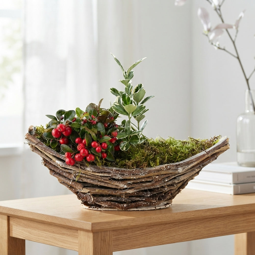 Mixed Colour Decorative Plant Arrangement