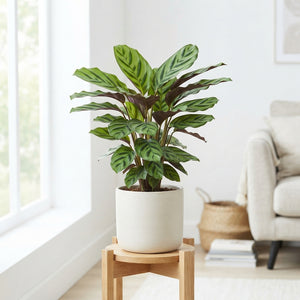 Mixed Calathea Houseplant – 17cm Pot, 65cm High