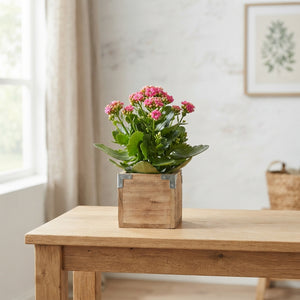Home & Flowers Mixed Plant Arrangement – 15cm Pot