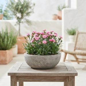 Outdoor Plant Arrangement in Cement Bowl – 23cm