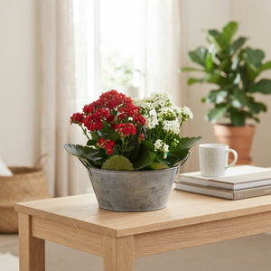 Red and White Indoor Plant Arrangement – 25cm Zinc Bowl