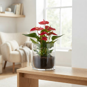 Red Mixed Plant Arrangement – 20cm Glass Pot
