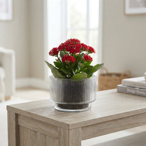 Red and White Ribbed Glass Plant Arrangement – 19cm