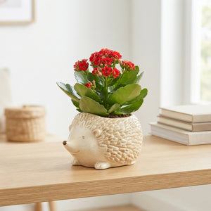 Red and White Indoor Plant Arrangement – 20cm Ceramic Pot