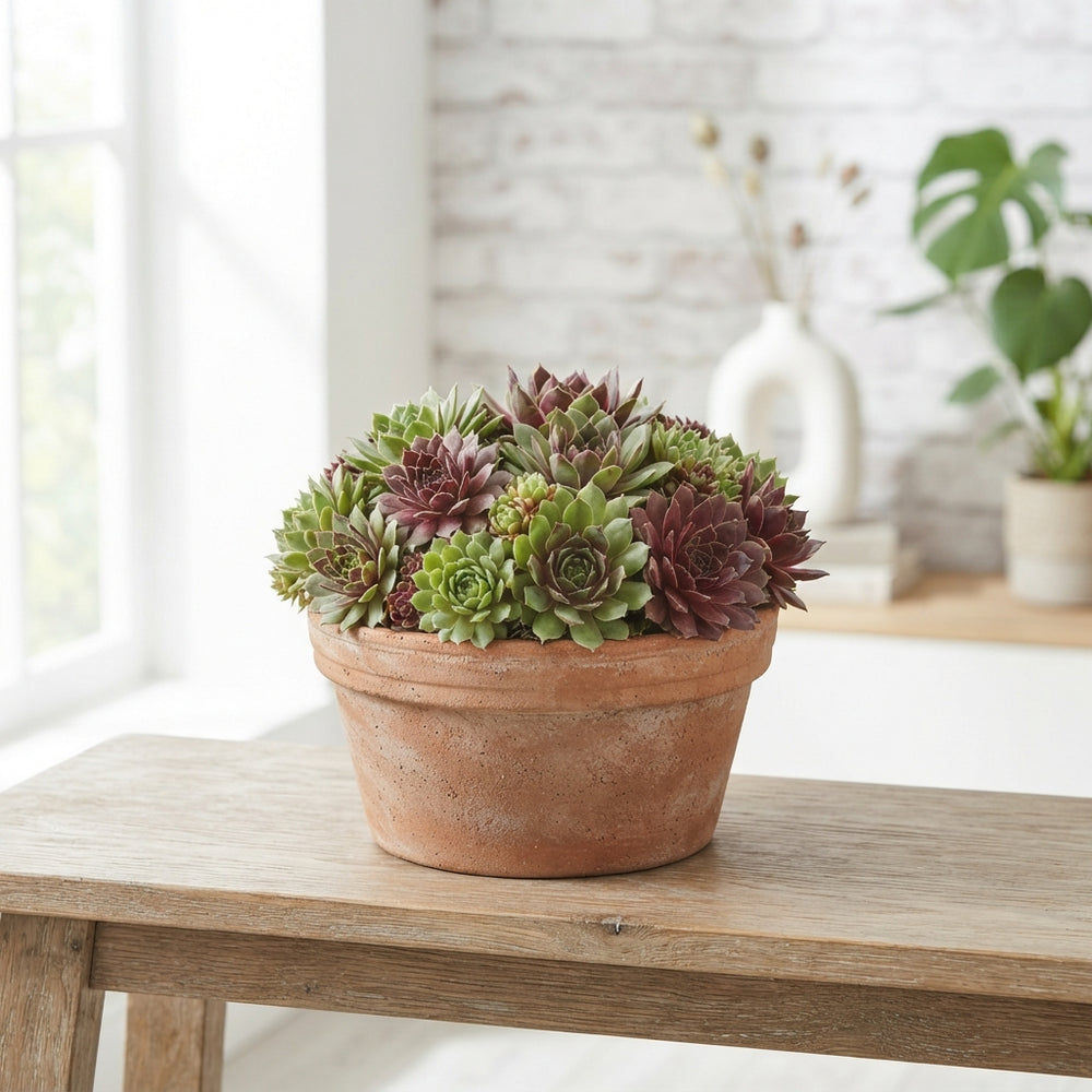 Sempervivum Succulent Arrangement – 21cm Pot