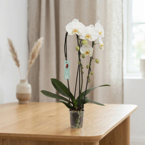 White Phalaenopsis Orchid – 2 Stem, 12cm Pot