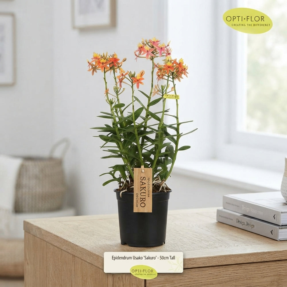 Epidendrum Usako Orchid – 15cm Pot, 50cm Height