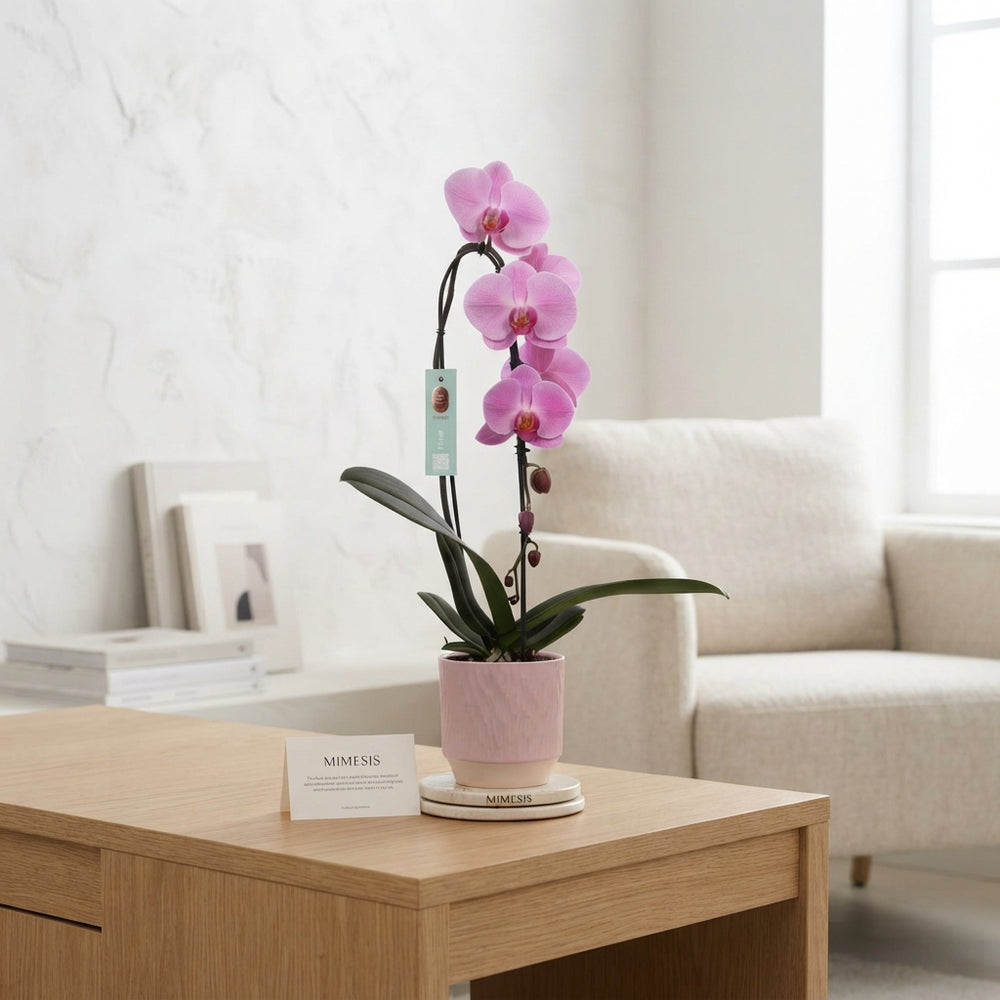 Mixed Phalaenopsis Orchid – 1 Stem, 12cm Ceramic Pot