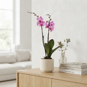 White Phalaenopsis Orchid – 2 Stem, 12cm Pot