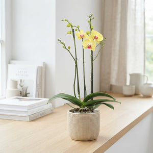 Phalaenopsis Orchid ‘Miraflore’ – 3 Stem, 12cm Pot