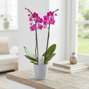 Mixed Phalaenopsis Orchid – 2 Stem, 12cm Ceramic Pot