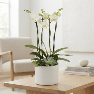 White Phalaenopsis Orchid – 17cm White Ceramic Pot