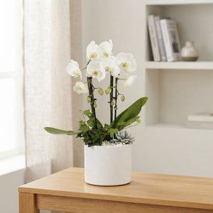 White Phalaenopsis Orchid – 17cm White Ceramic Pot
