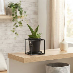 Mixed Sansevieria Design Houseplant – 10cm Pot