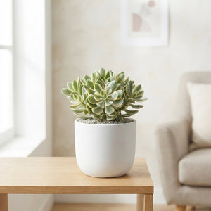 Crassula ‘Rusby Variegata’ Succulent – 12cm Pot