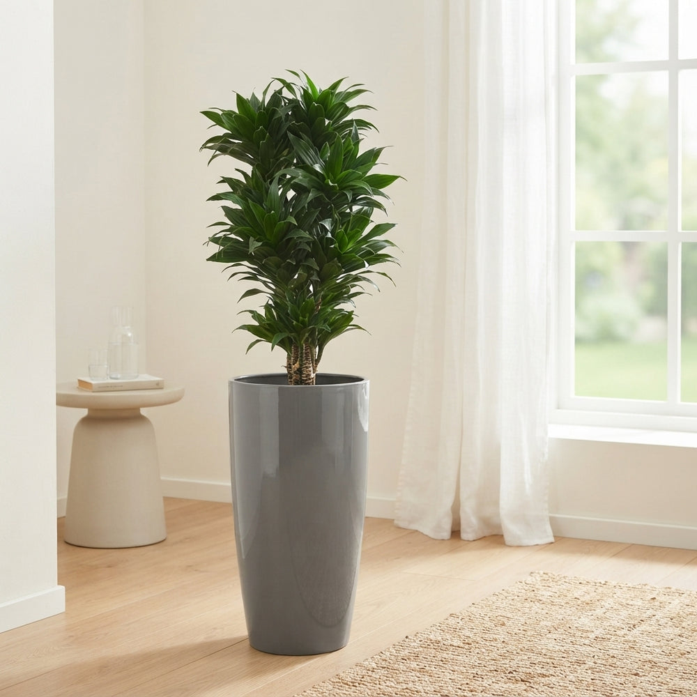 Dracaena Compacta ‘Janet Craig’ – 33cm Pot, 140cm High