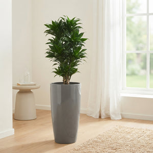 Dracaena Compacta ‘Janet Craig’ – 33cm Pot, 140cm High