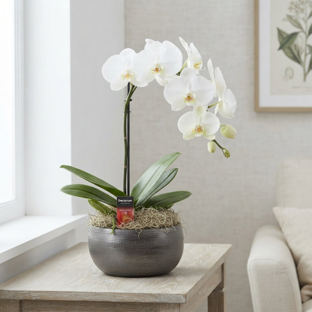 White Phalaenopsis Orchid – 27cm Pot, 6 Stems