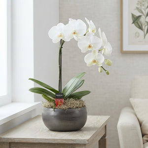 White Phalaenopsis Orchid – 27cm Pot, 6 Stems