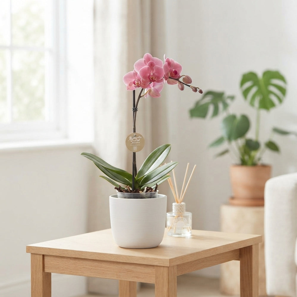 Mixed Phalaenopsis Orchid – 12cm Pot, 60cm High
