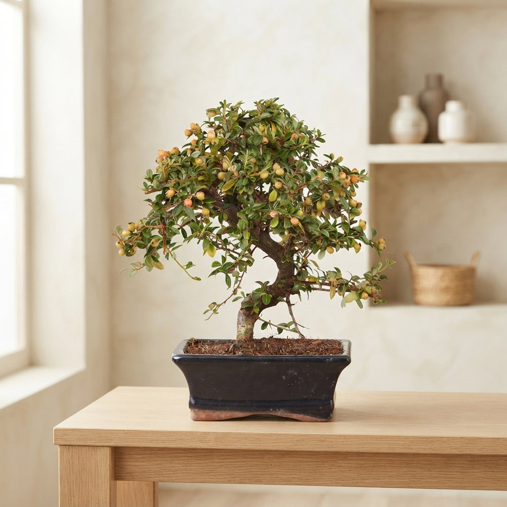 Outdoor Cotoneaster Bonsai – 15cm Ceramic Pot