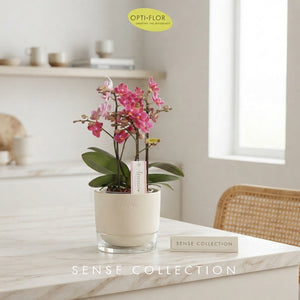Mixed Phalaenopsis Orchid – 12cm Pot, 35cm High