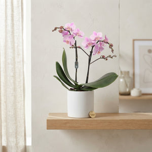 Pink Phalaenopsis Orchid – 2 Stem, 12cm Pot