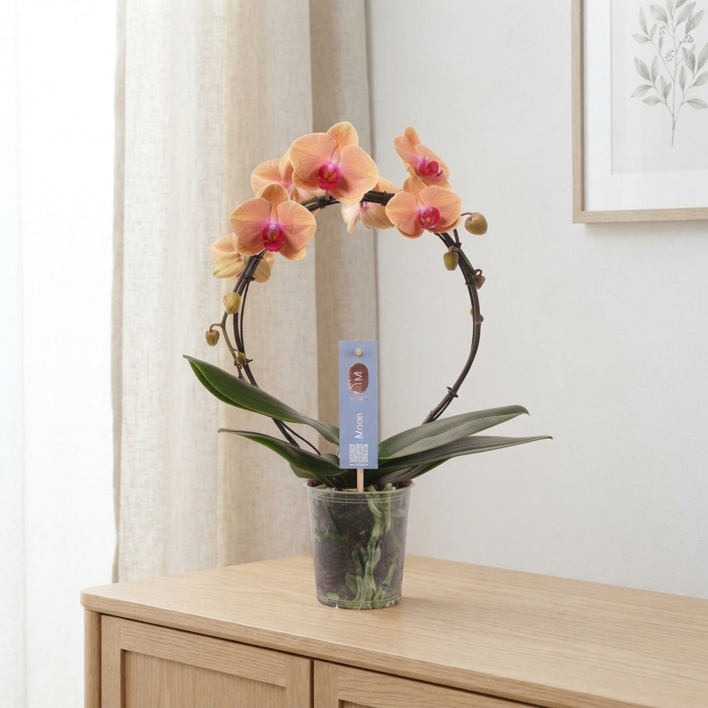Salmon Phalaenopsis Orchid – 2 Stem, 12cm Pot