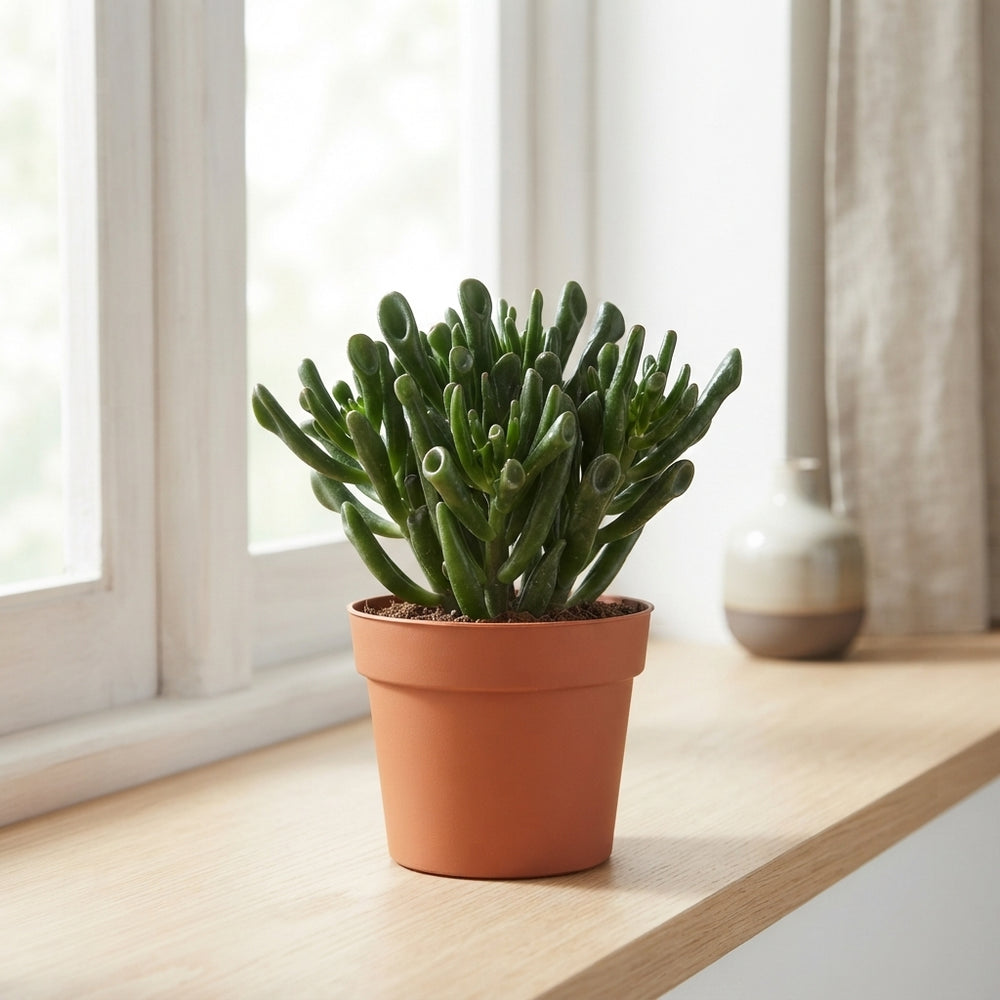 Crassula ‘Hobbit’ Jade Plant – 12cm Pot