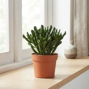 Crassula ‘Hobbit’ Jade Plant – 12cm Pot