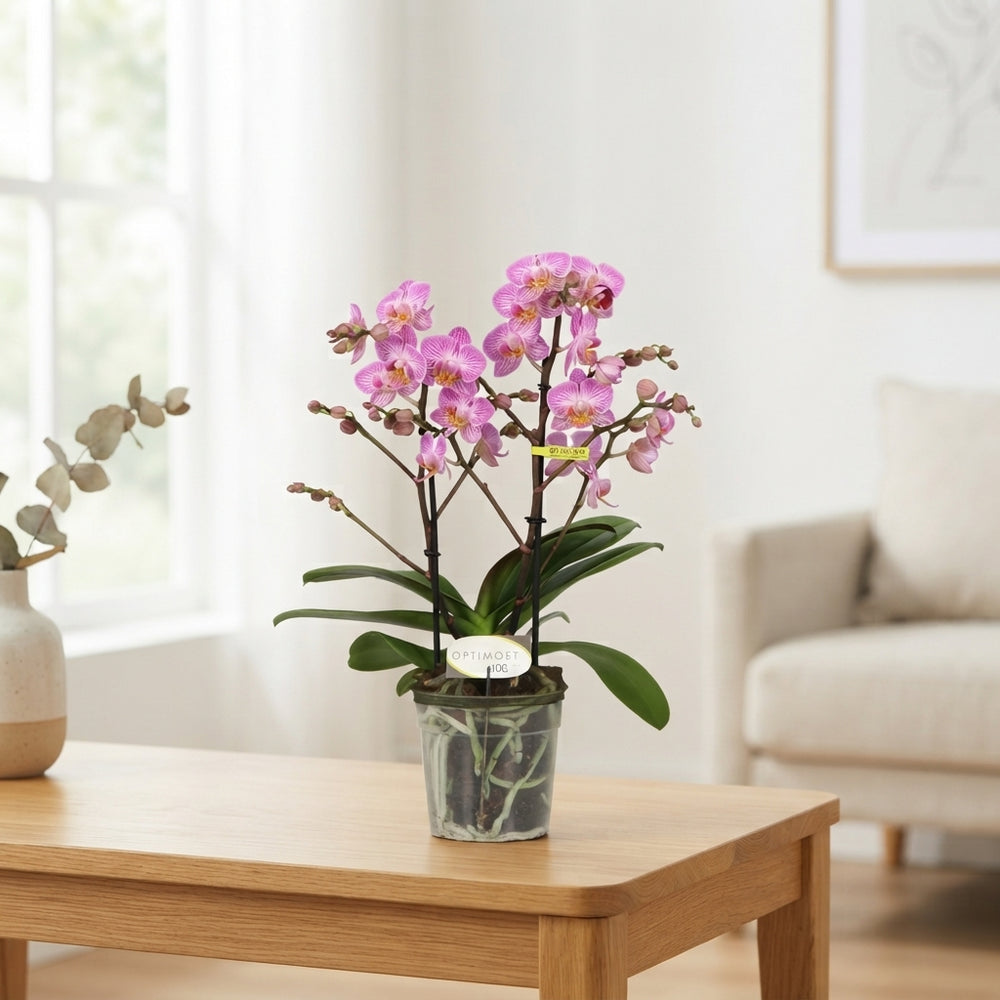 Phalaenopsis 'Honeybee' Orchid – 12cm Pot