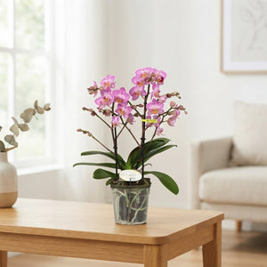 Phalaenopsis 'Honeybee' Orchid – 12cm Pot