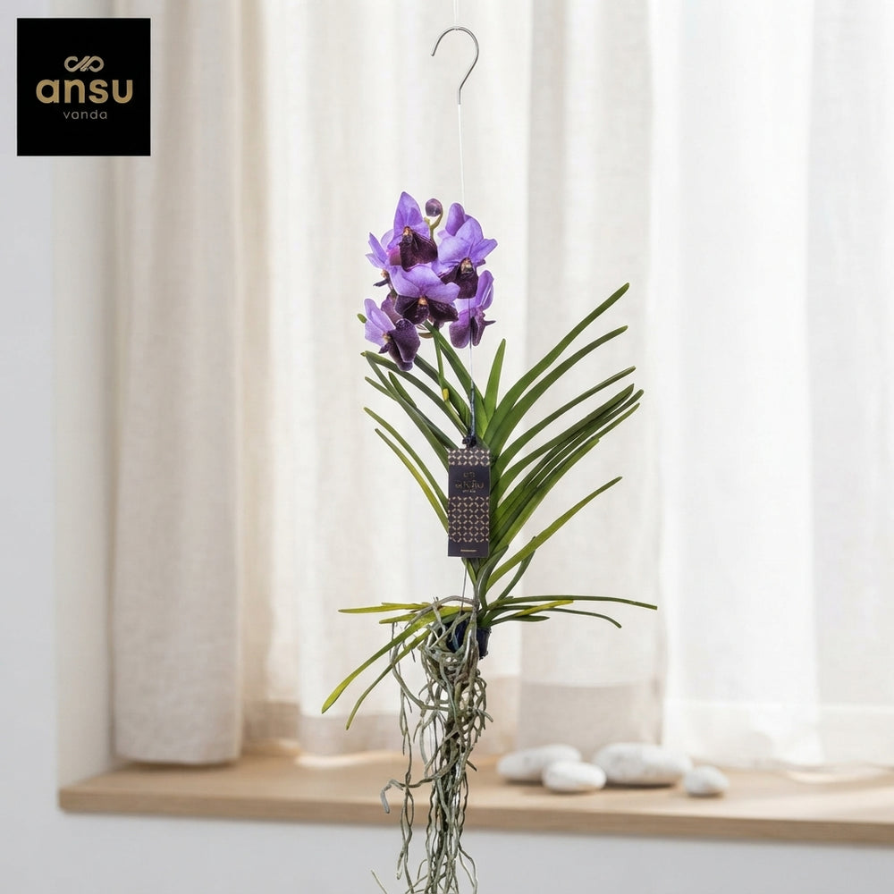 Blue Vanda Orchid (Vanda) – 15cm Pot