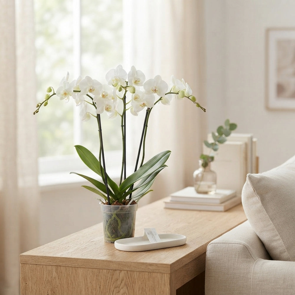 Mixed Phalaenopsis Orchid – 15cm Pot, 60cm High