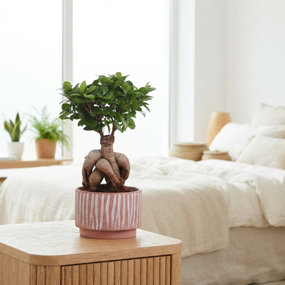 Ficus Ginseng Bonsai – 20cm Ceramic Pot