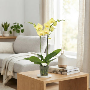 Yellow Phalaenopsis Orchid – 12cm Pot, 60cm High