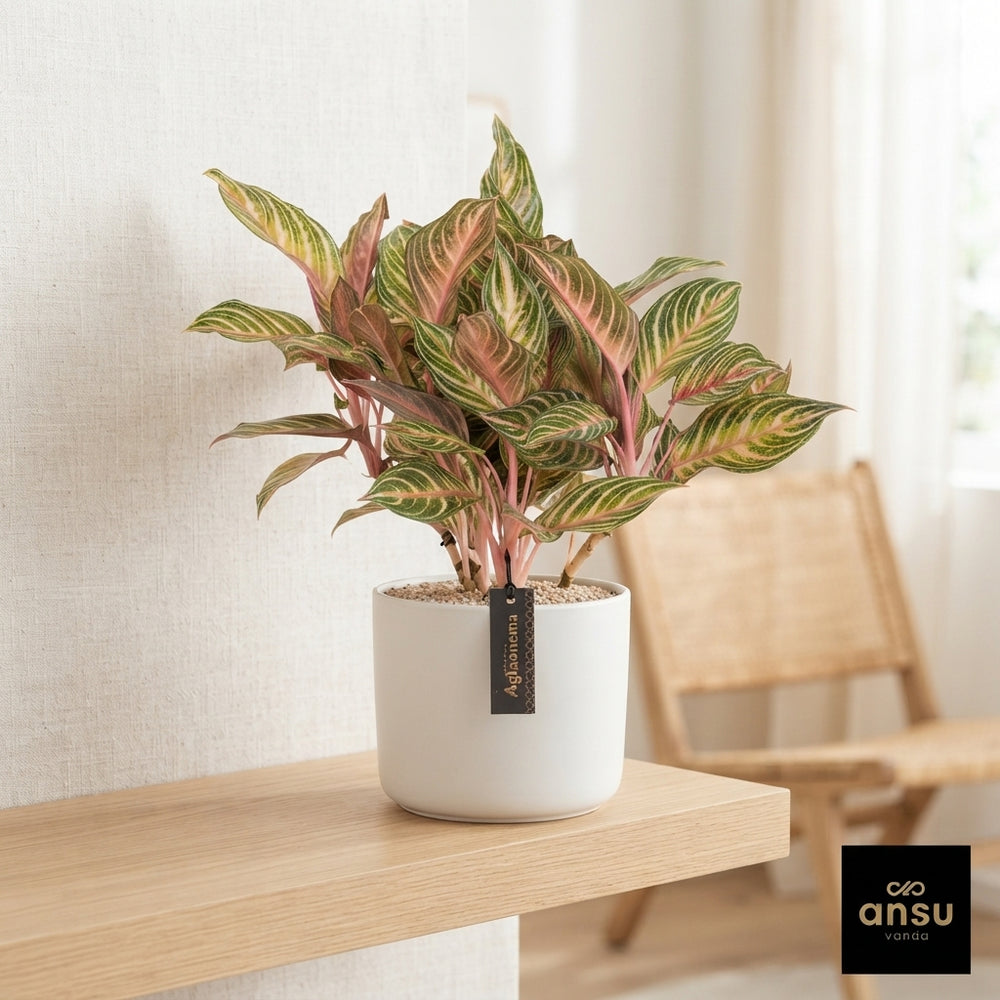 Aglaonema ‘Dreamcatcher’ – 12cm Pot, Approx. 40cm