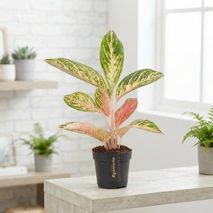 Aglaonema ‘Coco Melon’ – 12cm Pot