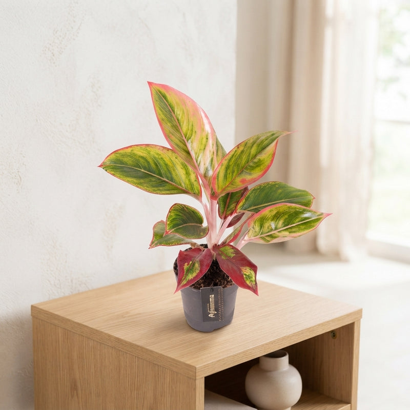 Aglaonema ‘Jamaica Red’ – 12cm Pot
