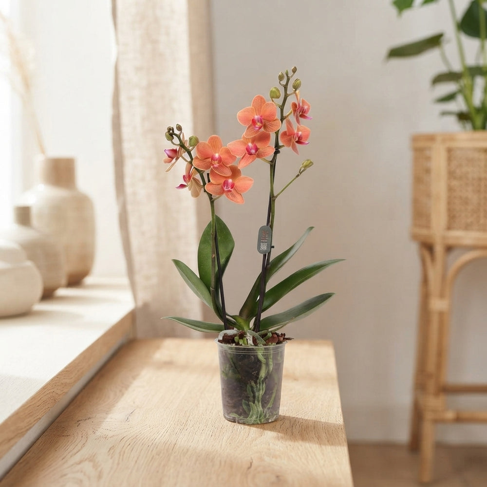Phalaenopsis Multifloral Orchid – 9cm Pot, 35cm Tall